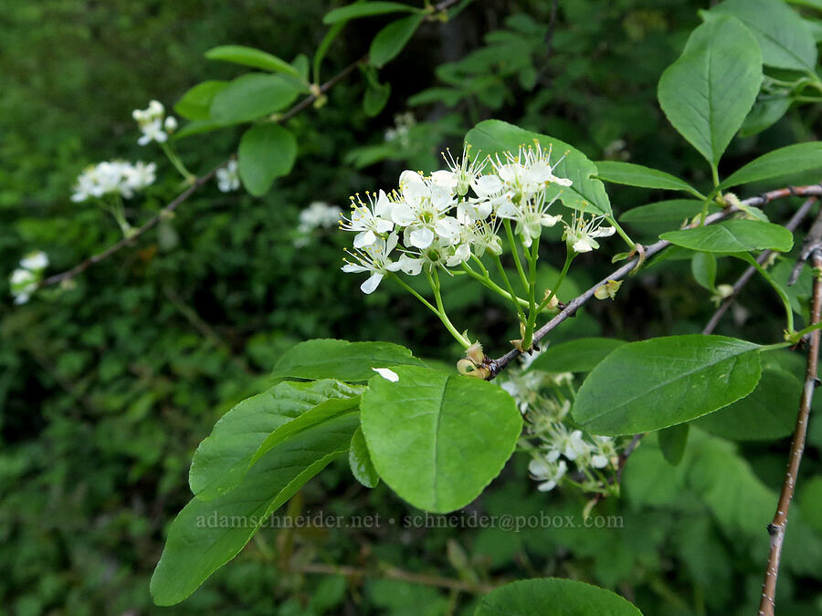 bitter cherry (Prunus emarginata var. emarginata) [Viento State Park, Hood River County, Oregon]
