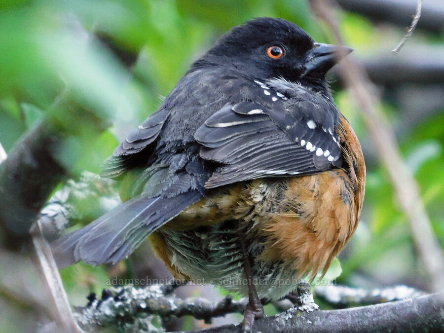 spotted towhee (Pipilo maculatus) [Viento State Park, Hood River County, Oregon]
