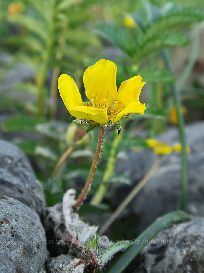 silver-weed cinquefoil (Potentilla anserina ssp. pacifica (Argentina pacifica)) [Seal Rock State Recreation Site, Lincoln County, Oregon]