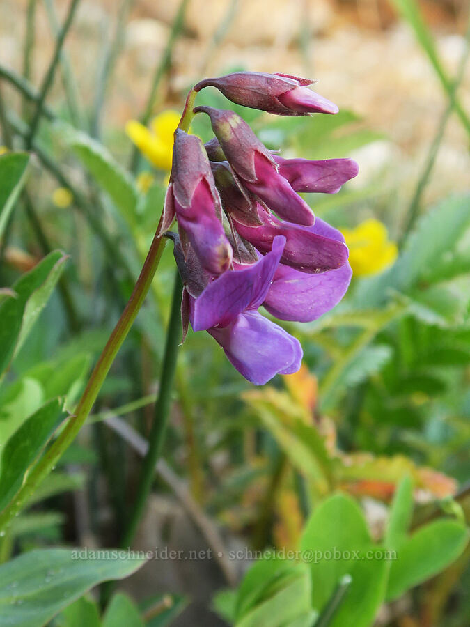 beach pea (Lathyrus japonicus) [Seal Rock State Recreation Site, Lincoln County, Oregon]