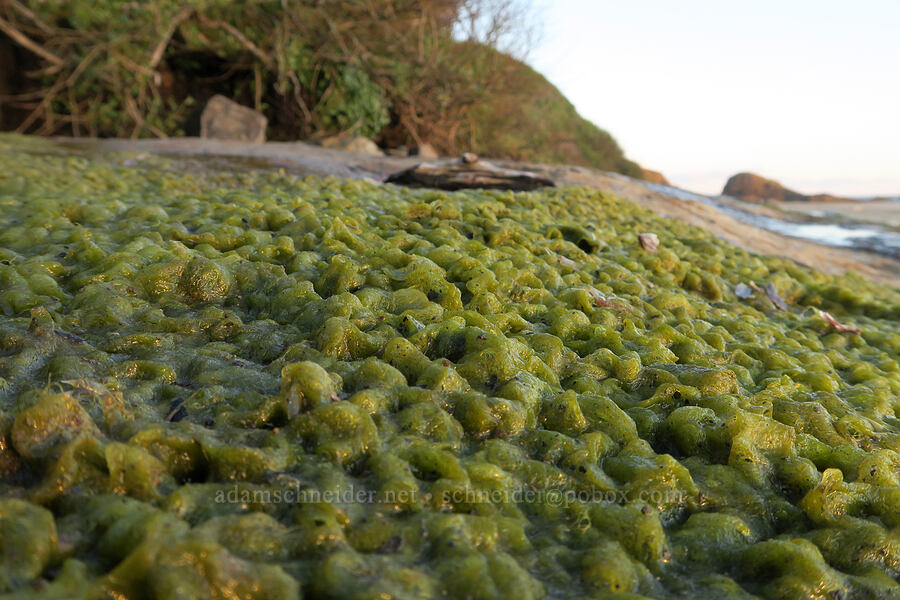 green algae [Seal Rock State Recreation Site, Lincoln County, Oregon]