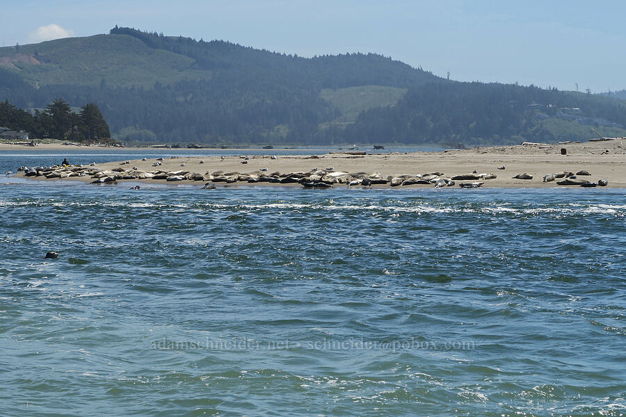harbor seals at the mouth of the Siletz River (Phoca vitulina) [Taft, Lincoln City, Lincoln County, Oregon]