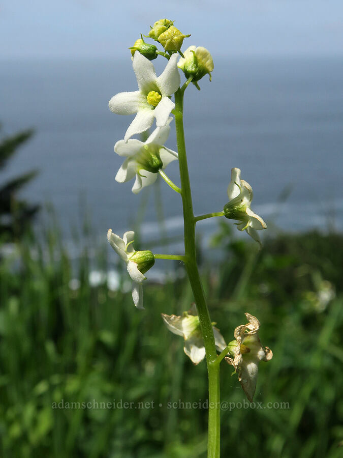 manroot flowers (Marah oregana (Marah oreganus)) [Cape Foulweather, Lincoln County, Oregon]