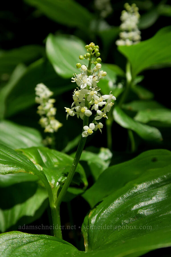 false lily-of-the-valley (Maianthemum dilatatum) [Cape Foulweather, Lincoln County, Oregon]