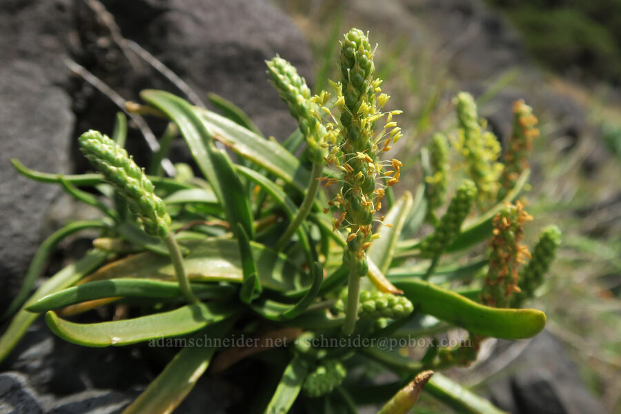 seaside plantain (Plantago maritima) [Cape Foulweather, Lincoln County, Oregon]