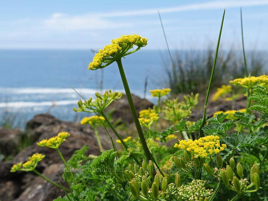 Coast Range desert parsley (Lomatium martindalei) [Cape Foulweather, Lincoln County, Oregon]
