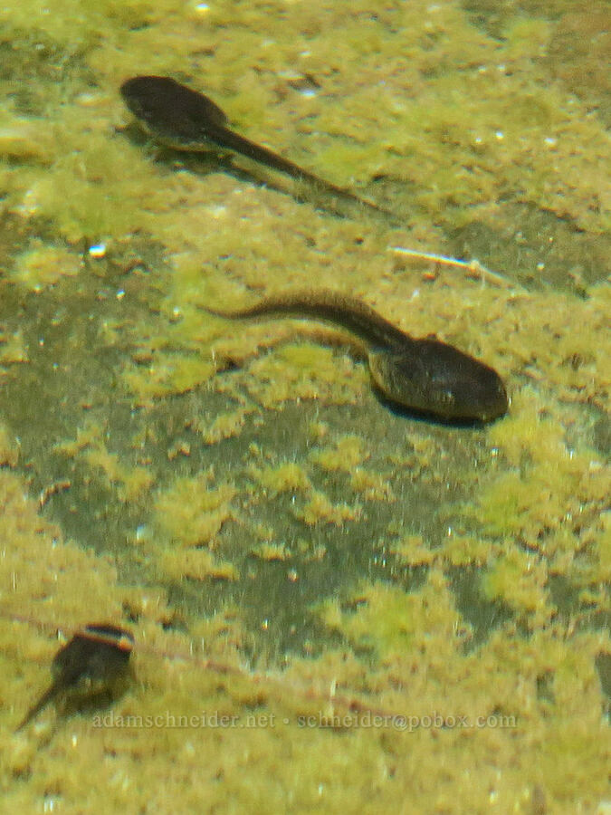 tidepool tadpoles (Pacific chorus frog) (Pseudacris regilla) [Cape Foulweather, Lincoln County, Oregon]