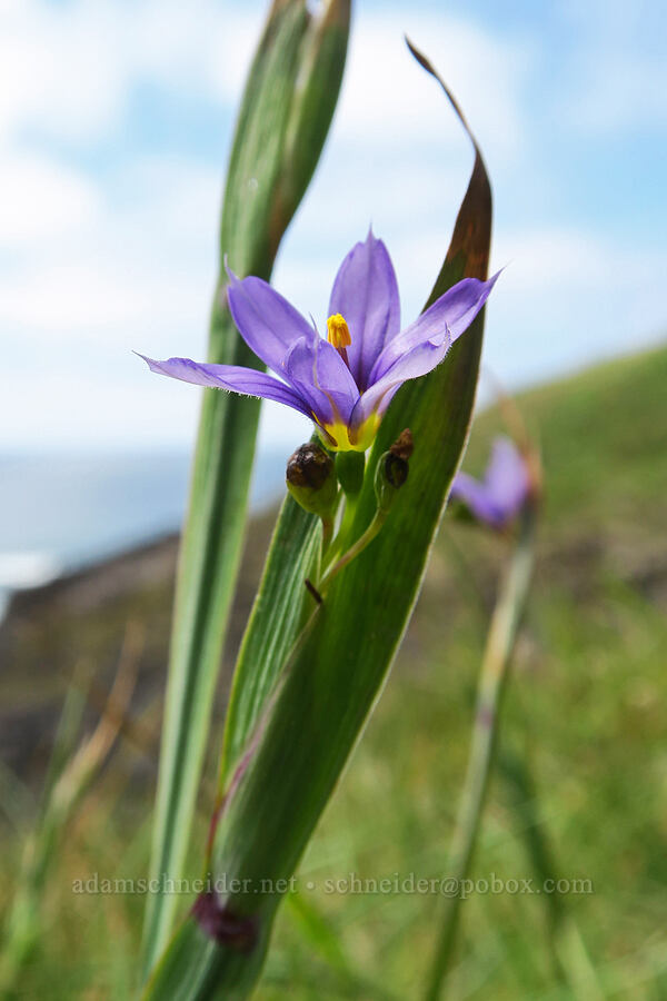 Idaho blue-eyed-grass (Sisyrinchium idahoense) [Cape Foulweather, Lincoln County, Oregon]