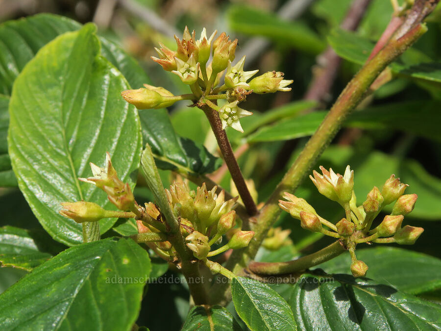 cascara buckthorn (Frangula purshiana (Rhamnus purshiana)) [Cape Foulweather, Lincoln County, Oregon]