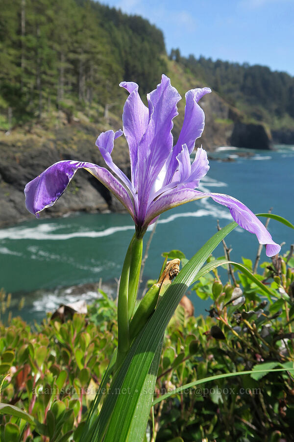 Oregon iris (Iris tenax) [Cape Foulweather, Lincoln County, Oregon]