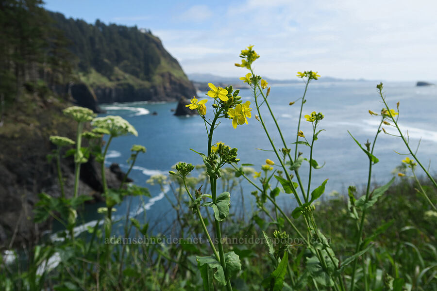 field mustard (Brassica rapa) [Cape Foulweather, Lincoln County, Oregon]