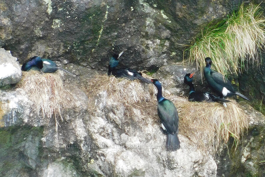 pelagic cormorants, nesting (Urile pelagicus (Phalacrocorax pelagicus)) [Cape Foulweather, Lincoln County, Oregon]