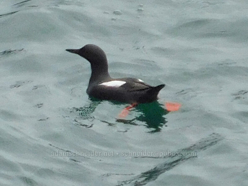 pigeon guillemot (Cepphus columba) [Cape Foulweather, Lincoln County, Oregon]