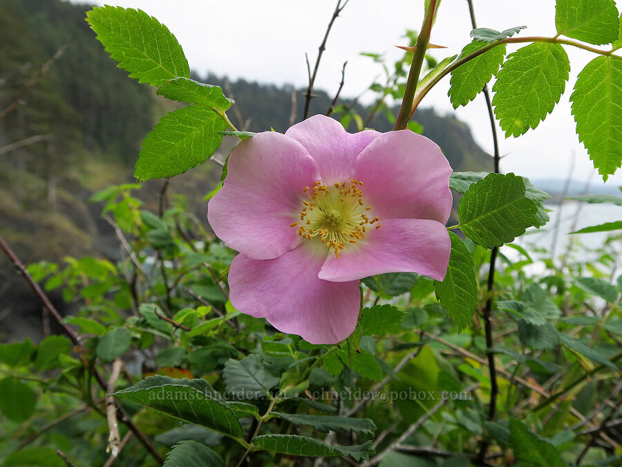 wild rose (Rosa sp.) [Cape Foulweather, Lincoln County, Oregon]