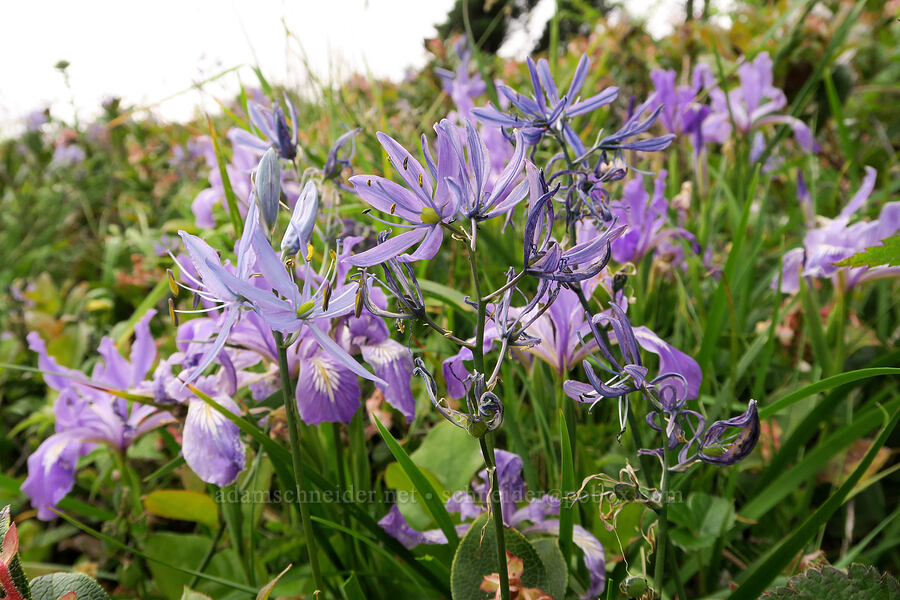 camas & irises (Camassia quamash ssp. maxima, Iris tenax) [Cape Foulweather, Lincoln County, Oregon]