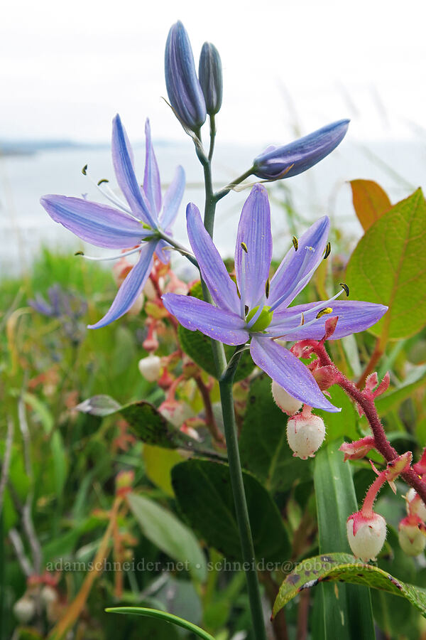 camas & salal (Camassia quamash ssp. maxima, Gaultheria shallon) [Cape Foulweather, Lincoln County, Oregon]