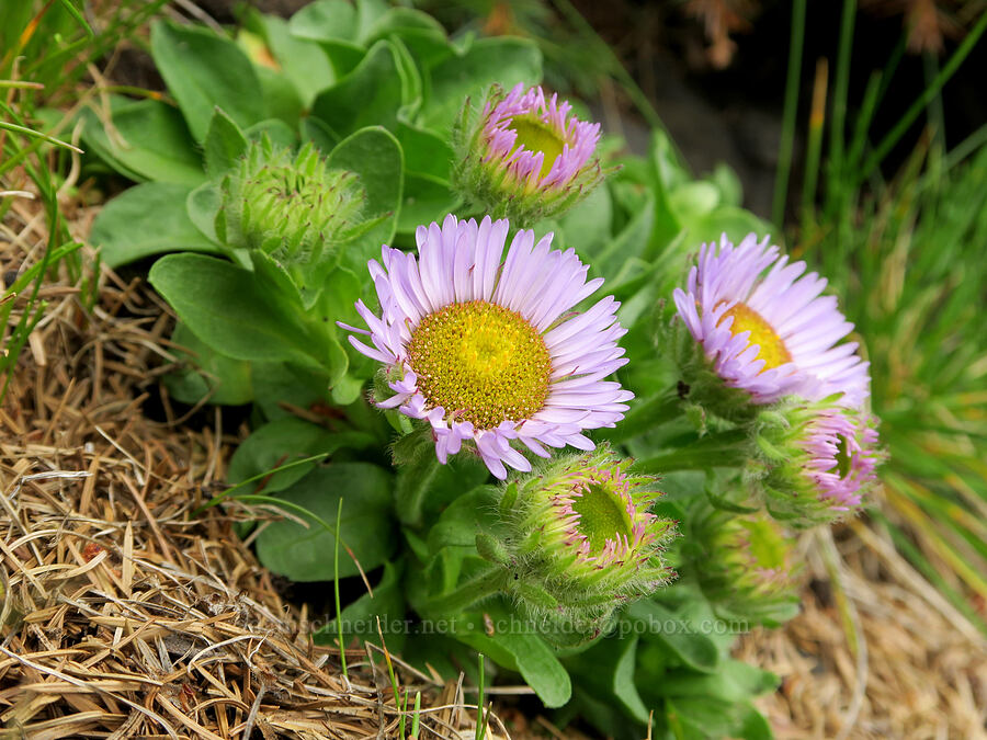 seaside daisy/fleabane (Erigeron glaucus) [Cape Foulweather, Lincoln County, Oregon]