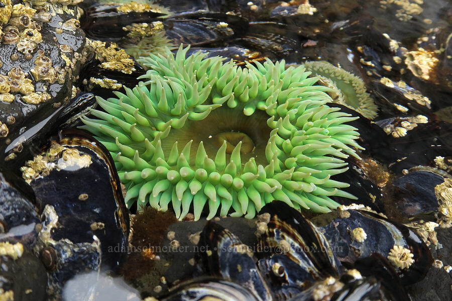 giant green anemone (Anthopleura xanthogrammica) [Cape Foulweather, Lincoln County, Oregon]