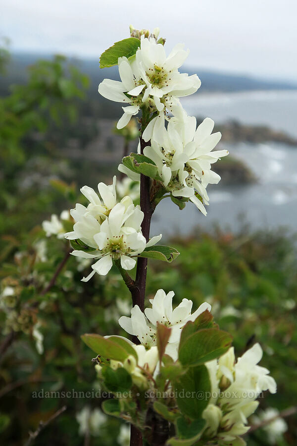 serviceberry flowers (Amelanchier alnifolia) [Otter Crest State Scenic Viewpoint, Lincoln County, Oregon]