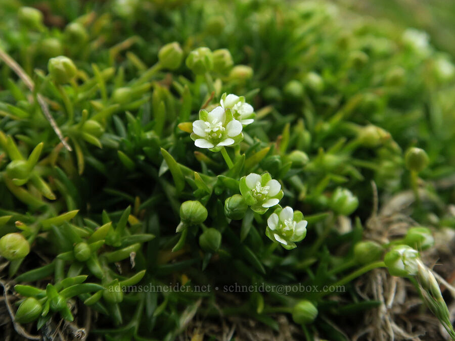 fleshy pearlwort (Sagina maxima ssp. crassicaulis (Sagina crassicaulis)) [Rocky Creek State Scenic Viewpoint, Lincoln County, Oregon]