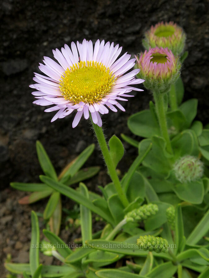 seaside daisy/fleabane (Erigeron glaucus) [Rocky Creek State Scenic Viewpoint, Lincoln County, Oregon]