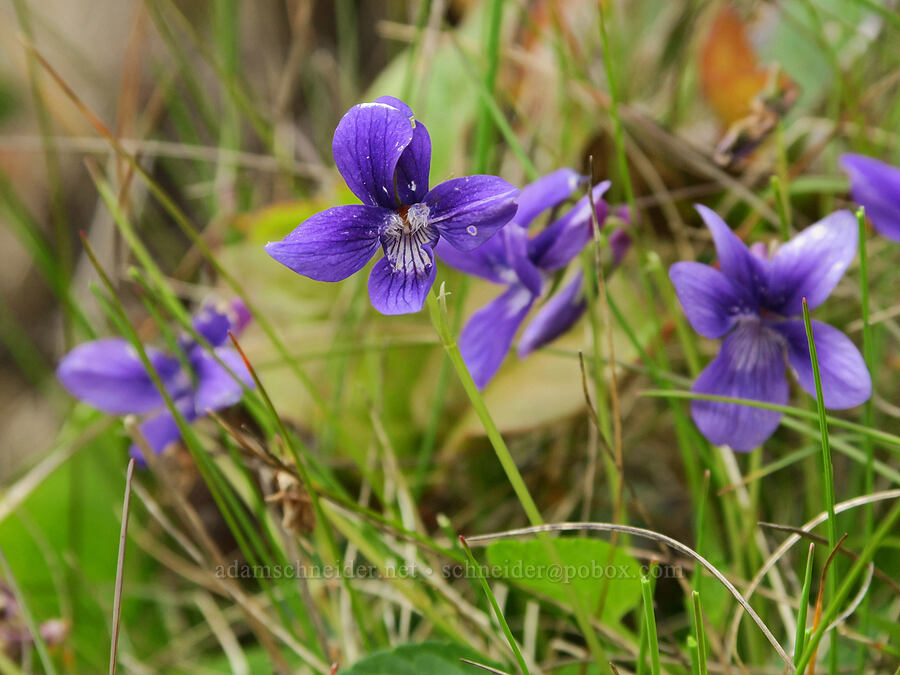 hooked violets (Viola adunca) [Rocky Creek State Scenic Viewpoint, Lincoln County, Oregon]