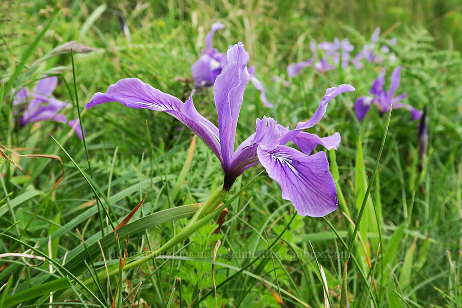 Oregon iris (Iris tenax) [Rocky Creek State Scenic Viewpoint, Lincoln County, Oregon]