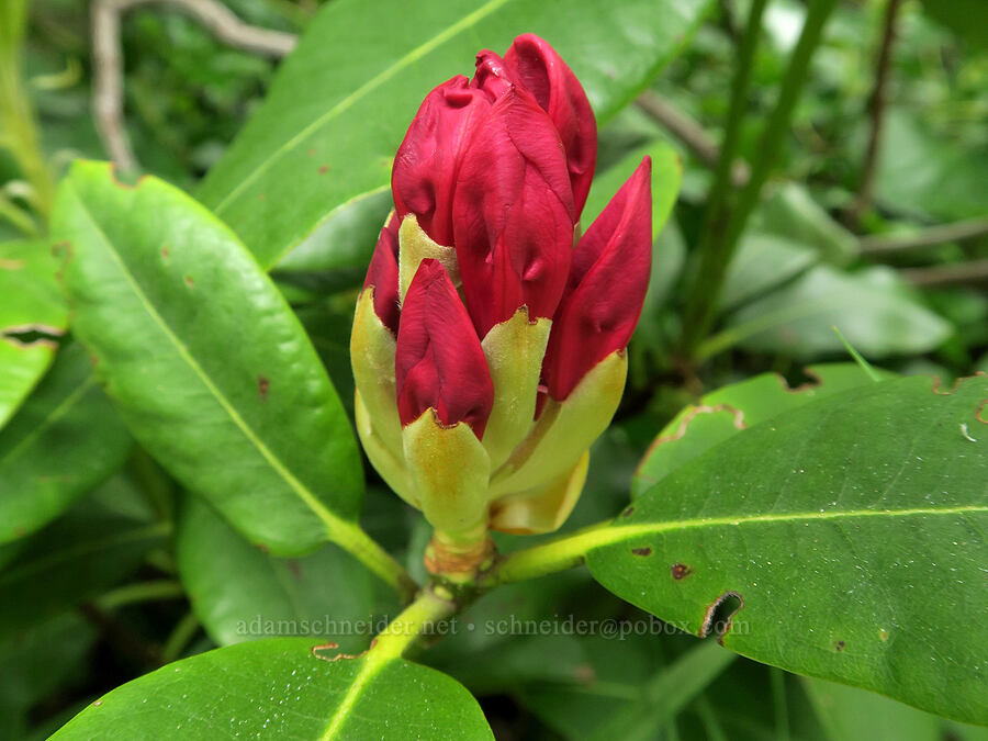 rhododendron, budding (Rhododendron macrophyllum) [Oceana Street, Depoe Bay, Lincoln County, Oregon]