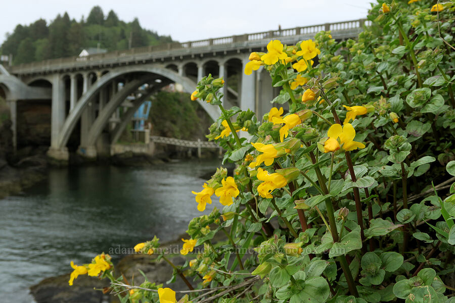 magnificent monkeyflower (Erythranthe grandis (Mimulus grandis)) [harbor entrance, Depoe Bay, Lincoln County, Oregon]