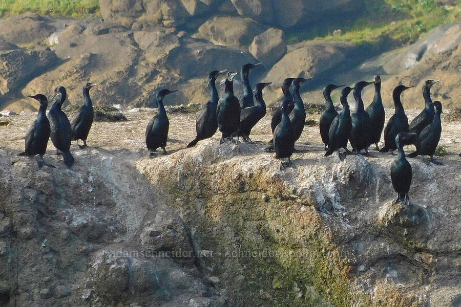 Brandt's cormorants (Urile penicillatus (Phalacrocorax penicillatus)) [Pirate Cove, Depoe Bay, Lincoln County, Oregon]