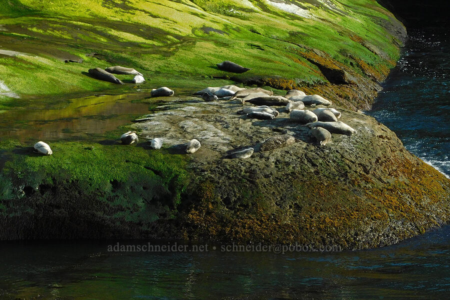 harbor seals (Phoca vitulina) [Pirate Cove, Depoe Bay, Lincoln County, Oregon]
