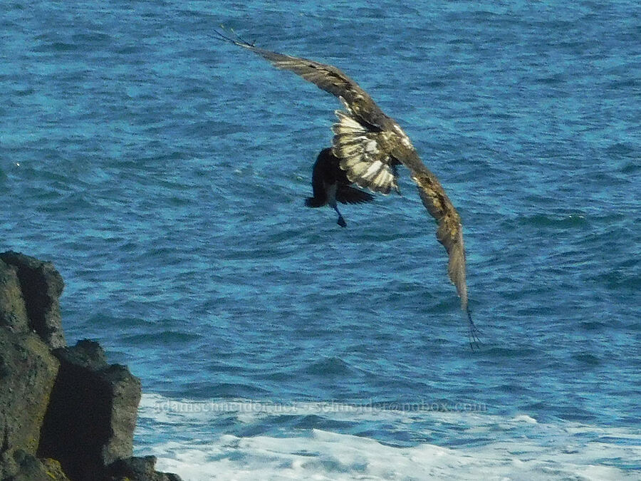 young bald eagle carrying off a murre (Haliaeetus leucocephalus, Uria aalge) [Pirate Cove, Depoe Bay, Lincoln County, Oregon]