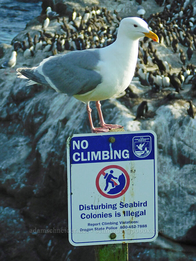 seagull (Larus sp.) [Pirate Cove, Depoe Bay, Lincoln County, Oregon]
