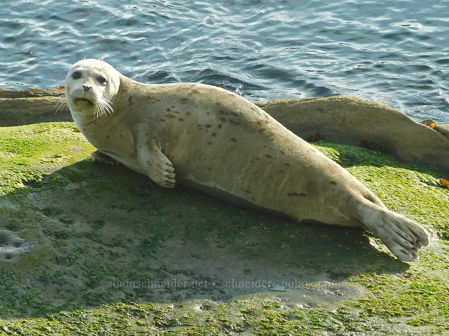 harbor seal (Phoca vitulina) [Pirate Cove, Depoe Bay, Lincoln County, Oregon]