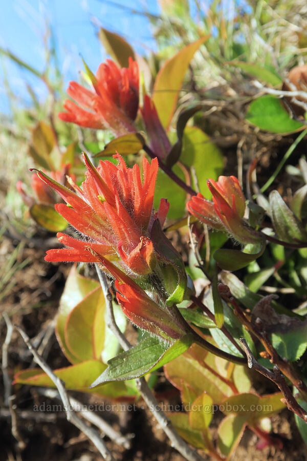 Oregon Coast paintbrush (Castilleja litoralis (Castilleja affinis ssp. litoralis)) [Fishing Rock, Lincoln County, Oregon]