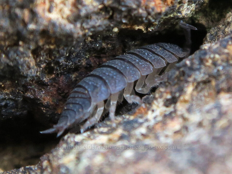 pill-bug (wood-louse) (Porcellio scaber) [Fishing Rock, Lincoln County, Oregon]