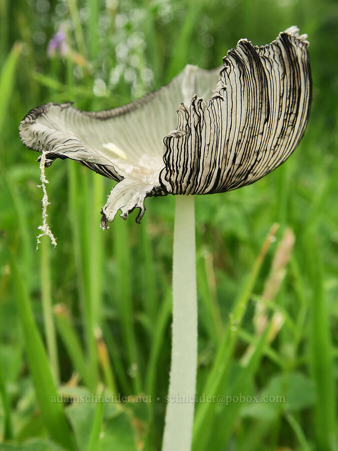 ink-cap mushroom [Siletz Bay National Wildlife Refuge, Lincoln County, Oregon]