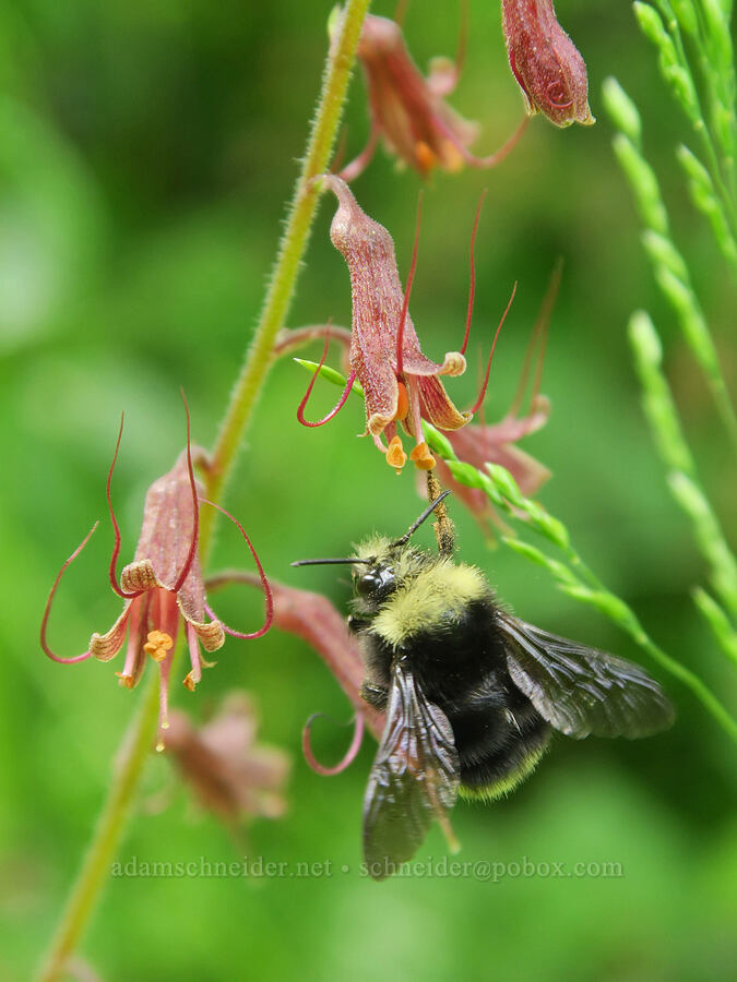 bumblebee on piggy-back plant (Bombus sp., Tolmiea menziesii (Tiarella menziesii)) [Siletz Bay National Wildlife Refuge, Lincoln County, Oregon]