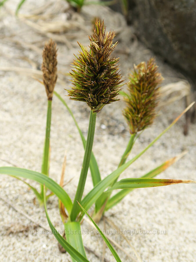big-head sedge (Carex macrocephala) [Gleneden Beach, Lincoln County, Oregon]