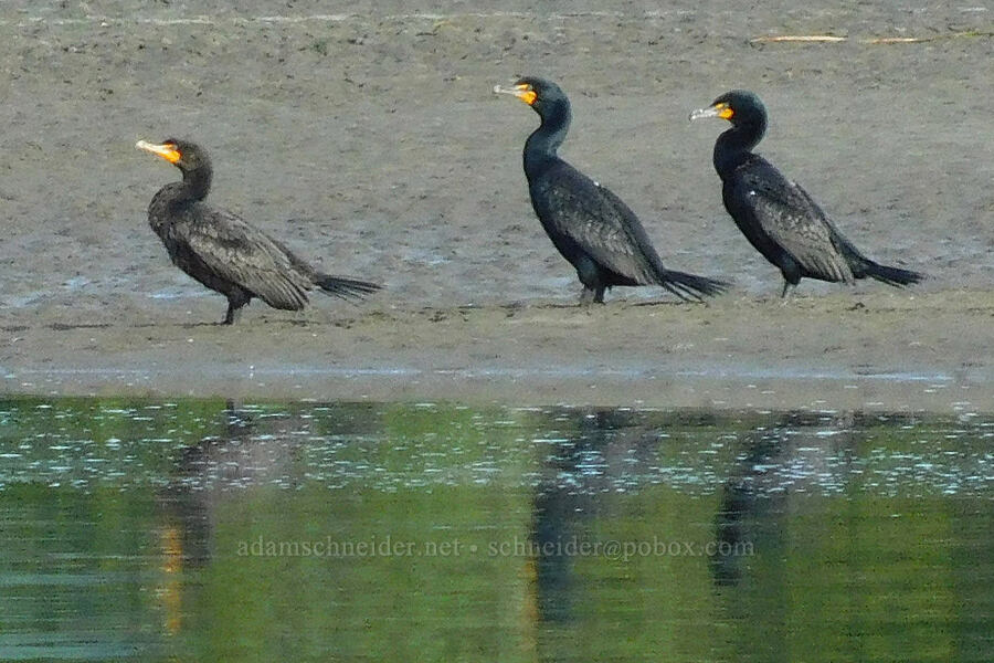 double-crested cormorants (Phalacrocorax auritus) [Salmon River Estuary, Lincoln County, Oregon]