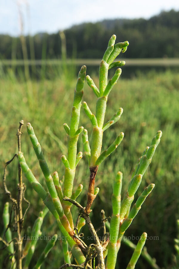 glasswort/pickleweed (Salicornia pacifica (Sarcocornia pacifica)) [Salmon River Estuary, Lincoln County, Oregon]