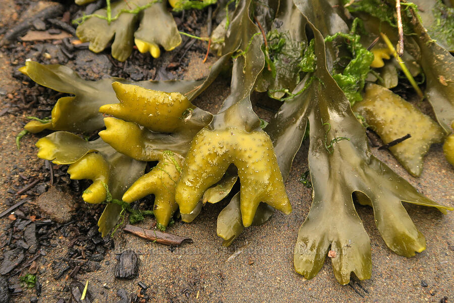 rockweed (bladder wrack) (Fucus distichus) [Salmon River Estuary, Lincoln County, Oregon]