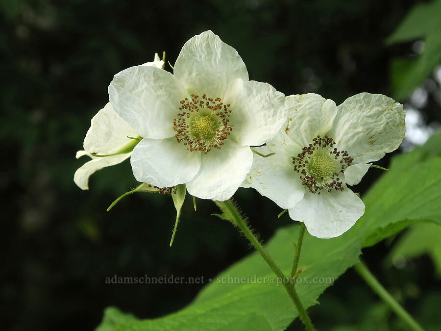 thimbleberry flowers (Rubus parviflorus (Rubus nutkanus)) [Cascade Head Interpretive Wayside, Lincoln County, Oregon]