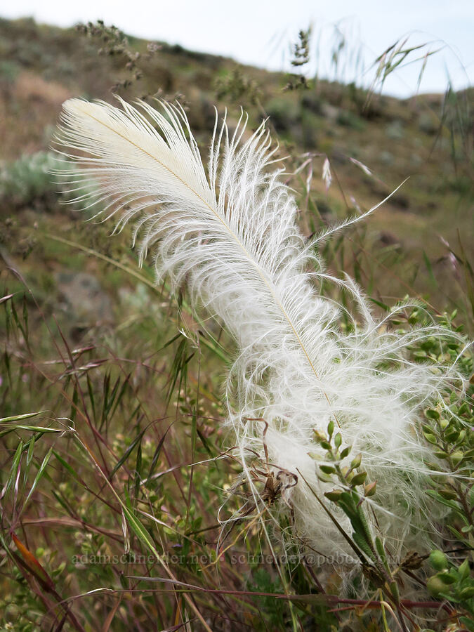 bird feather [Olds Ferry Road, Washington County, Idaho]