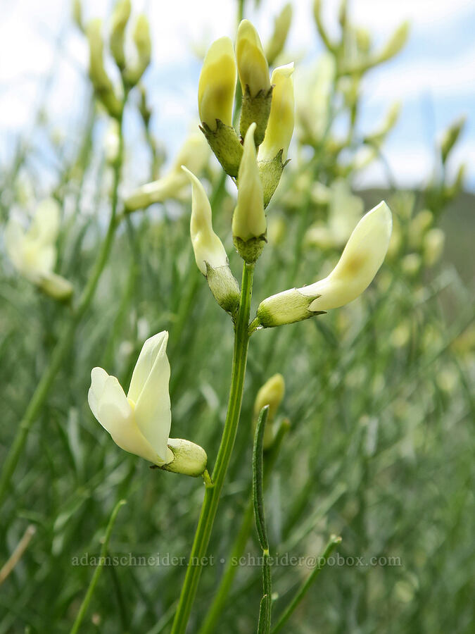 Cusick's milk-vetch (Astragalus cusickii) [Olds Ferry Road, Washington County, Idaho]