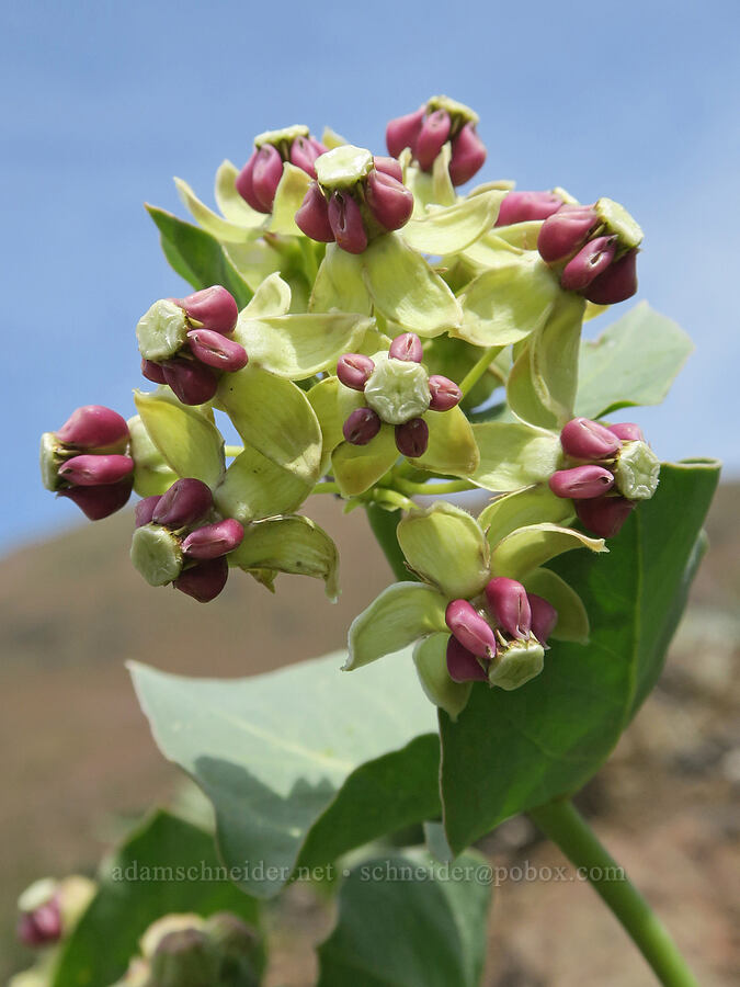 Davis' pallid milkweed (Asclepias cryptoceras ssp. davisii (Asclepias davisii)) [Olds Ferry Road, Washington County, Idaho]