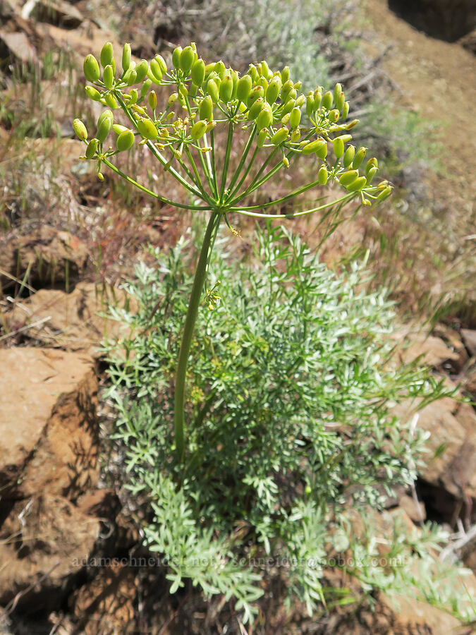 fern-leaf desert parsley, going to seed (Lomatium multifidum (Lomatium dissectum var. multifidum)) [Olds Ferry Road, Washington County, Idaho]