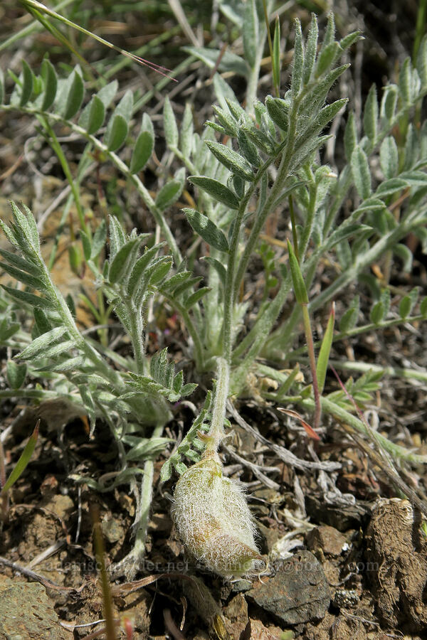 cobblestone milk-vetch (Astragalus nudisiliquus) [Olds Ferry Road, Washington County, Idaho]