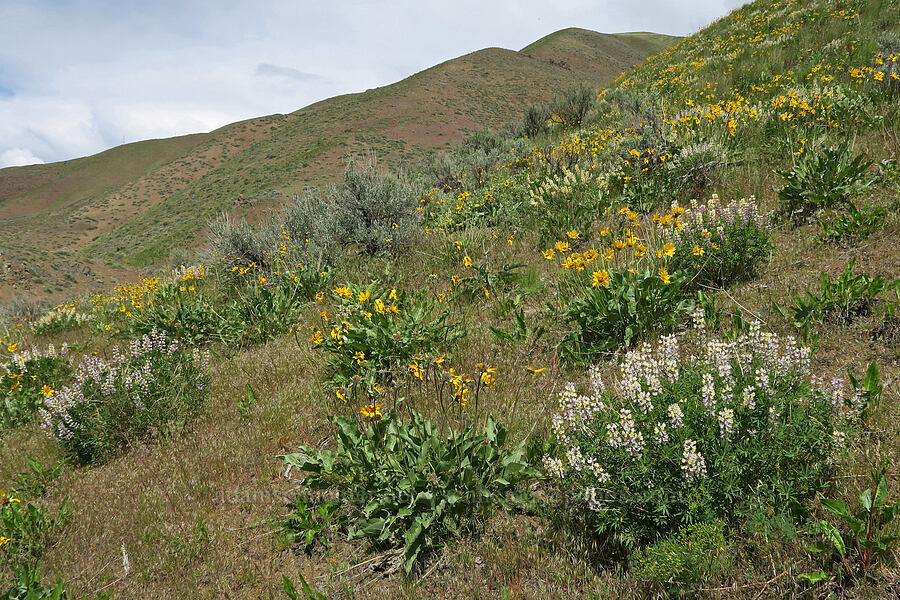 lupines & balsamroot (Lupinus arbustus, Balsamorhiza sagittata) [Olds Ferry Road, Washington County, Idaho]
