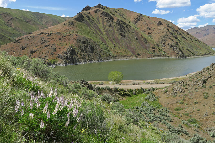 spurred lupines & the Snake River (Lupinus arbustus) [Olds Ferry Road, Washington County, Idaho]